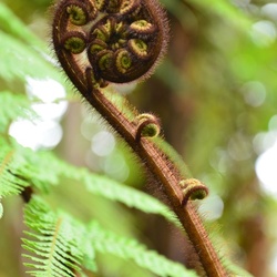 2017-03 New Zealand/Waiotapu/DSC_0283.JPG